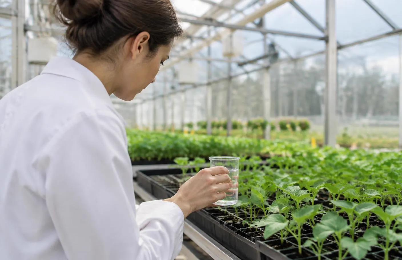 Investigadora examinando plantas jóvenes cultivadas en bandejas modulares en un invernadero de investigación agronómica