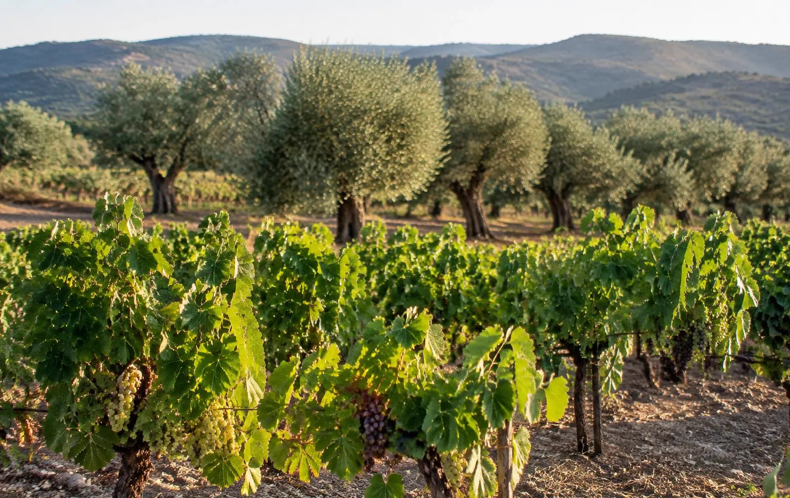 Viñedo en producción con hileras de cepas y olivos al fondo bajo la luz de la tarde